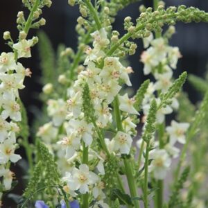 Verbascum Chantilly