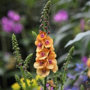 Verbascum Clementine