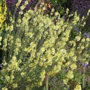 Verbascum (Cotswold Group) Gainsborough