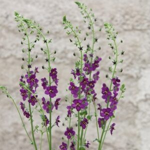 Verbascum phoeniceum Violetta
