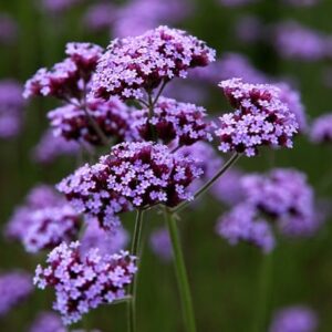 Verbena bonariensis