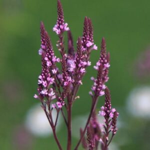 Verbena hastata f. Rosea