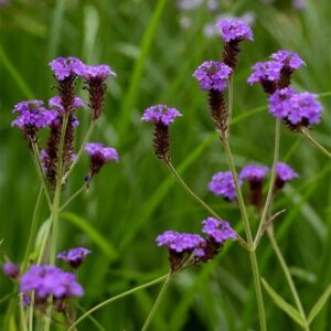 Verbena rigida Santos