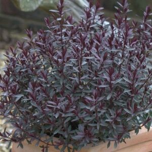Veronica Caledonia