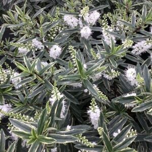 Veronica Starlight ('Marklight')