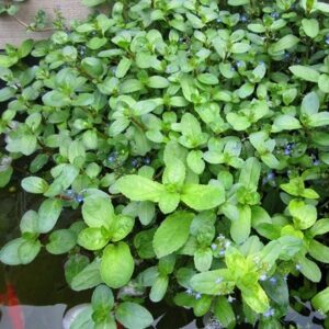 Veronica beccabunga