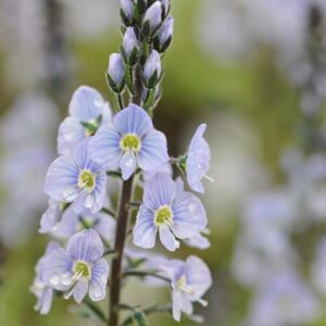 Veronica gentianoides