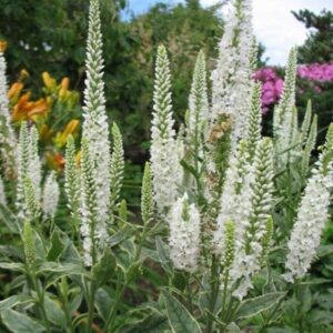 Veronica longifolia Charlotte (PBR)