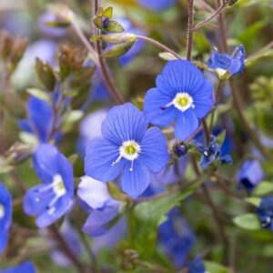Veronica umbrosa Georgia Blue