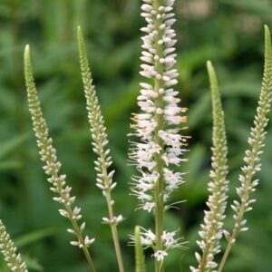 Veronicastrum virginicum Album