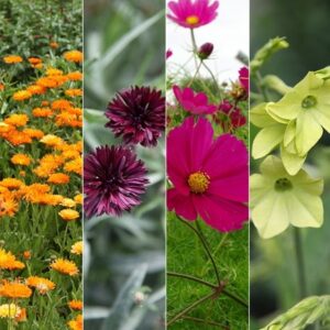 Vibrant colour seed combination