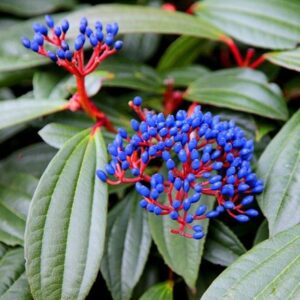 Viburnum davidii