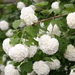 Viburnum opulus Roseum