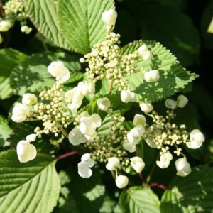 Viburnum plicatum f. tomentosum Mariesii