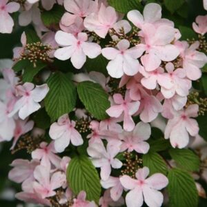 Viburnum plicatum f. tomentosum Pink Beauty