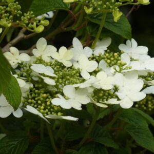 Viburnum plicatum f. tomentosum Summer Snowflake