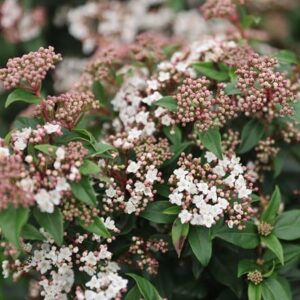 Viburnum tinus