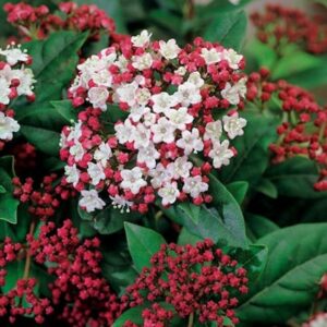 Viburnum tinus Lisarose (PBR)