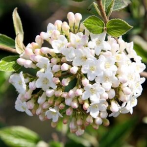 Viburnum × burkwoodii