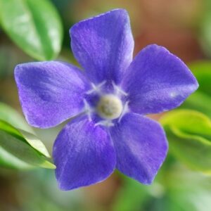Vinca major