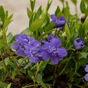 Vinca minor Azurea Flore Pleno