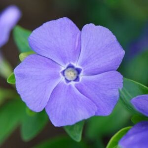 Vinca minor Bowles's Variety