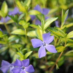 Vinca minor Illumination