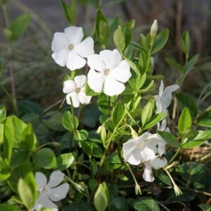 Vinca minor f. alba Gertrude Jekyll
