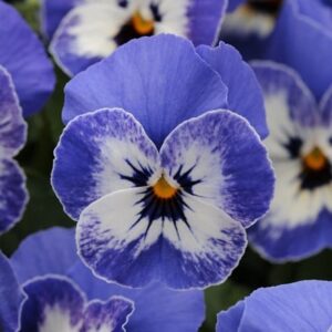 Viola Sorbet XP Delft Blue (Sorbet XP Series)