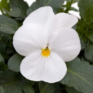 Viola Sorbet XP White (Sorbet XP Series)