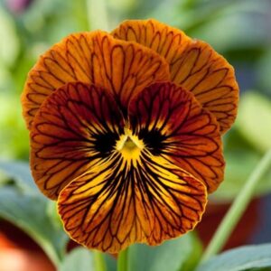Viola Tiger Eye Red