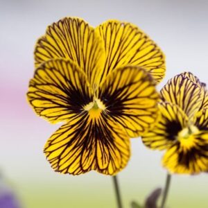 Viola Tiger Eyes