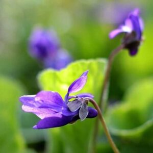 Viola labradorica