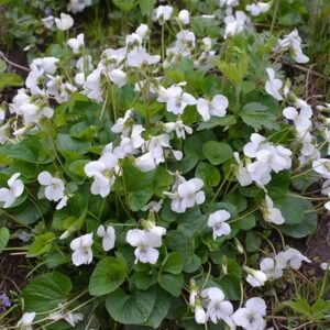 Viola odorata Alba