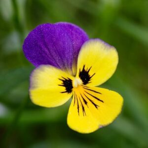 Viola tricolor