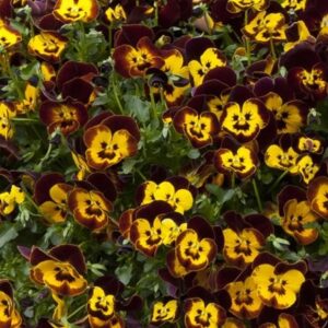 Viola × wittrockiana Cool Wave Fire