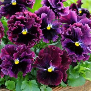 Viola × wittrockiana Frizzle Sizzle Burgundy F1 (Frizzle Sizzle Series)
