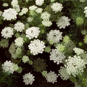 Visnaga daucoides Green Mist