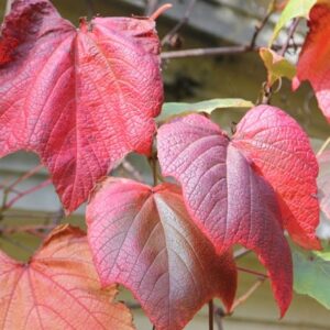Vitis coignetiae