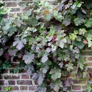 Vitis vinifera Purpurea