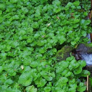 Wasabi japonica
