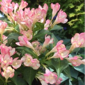 Weigela All Summer Peach ('Slingpink') (All Summer Series)