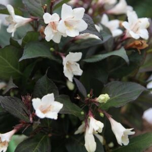 Weigela Ebony and Ivory ('Velda') (PBR)