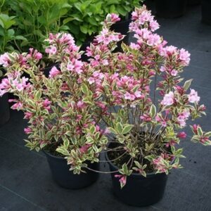 Weigela florida Magical Rainbow ('Kolmagira') (PBR)