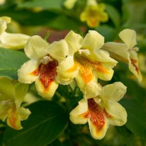 Weigela middendorffiana Mango