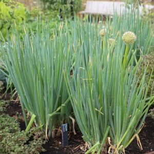 Welsh onion