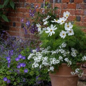 White pearls container plant collection