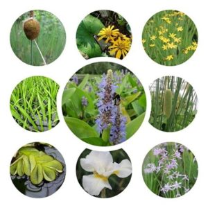 Wildlife pond plant collection