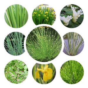 Winter interest pond plant collection