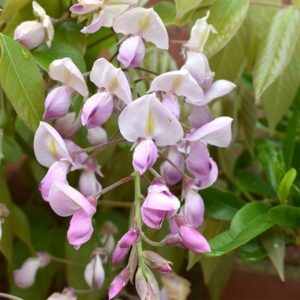 Wisteria brachybotrys Showa-beni